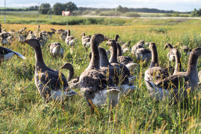 Nederlandse gans