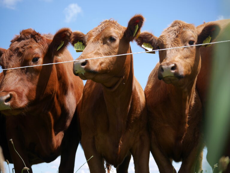 Red Angus runderen